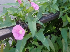 Calystegia hederacea