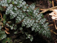 Polystichum vestitum