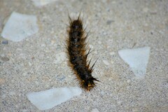 Creatonotos transiens