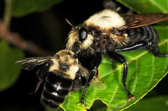 Laphria grossa