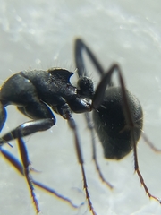 Orthonotomyrmex