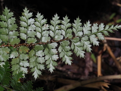 Polystichum vestitum