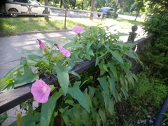 Calystegia hederacea
