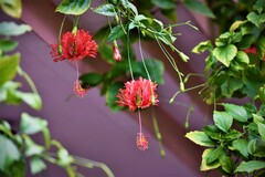Hibiscus schizopetalus