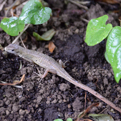 Takydromus tachydromoides