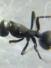 Orthonotomyrmex