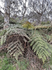 Cyatheales