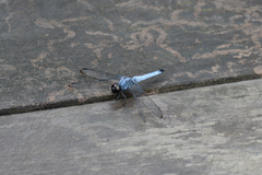 Orthetrum melania melania