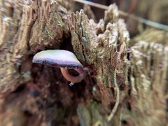 Baeospora myriadophylla