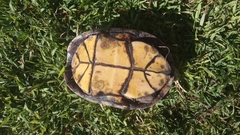 Kinosternon integrum