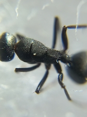 Orthonotomyrmex