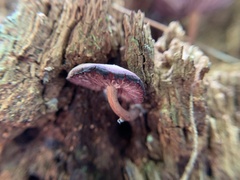 Baeospora myriadophylla