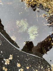 Anthopleura xanthogrammica