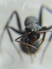 Orthonotomyrmex