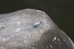 Orthetrum albistylum speciosum