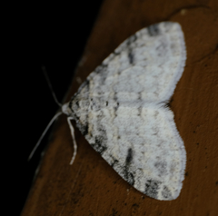 Lobophora