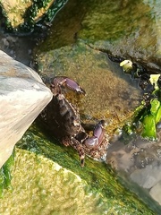 Pachygrapsus marmoratus