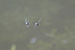 Pseudothemis zonata