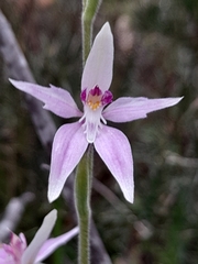 Caladenia latifolia