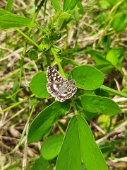 Spialia galba