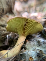 Phylloporus