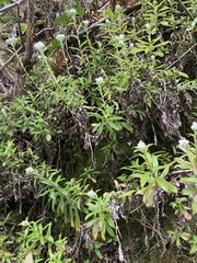 Anaphalioides subrigida