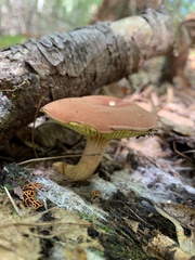 Phylloporus