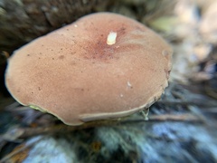 Phylloporus