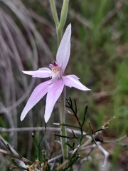 Caladenia latifolia