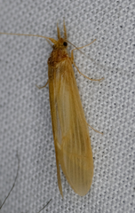 Leptoceridae