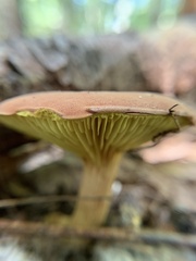 Phylloporus