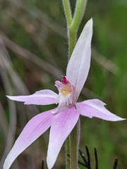 Caladenia latifolia