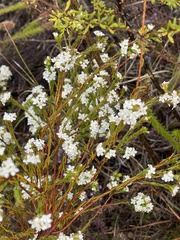 Lachnaea diosmoides
