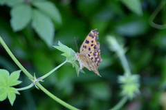 Polygonia c-aureum