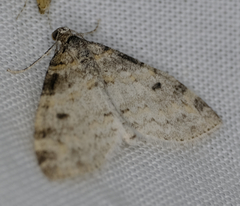 Lobophora