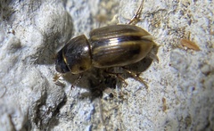 Labarrus cincticulus