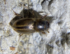 Labarrus cincticulus