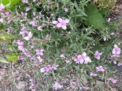 Chamaenerion colchicum