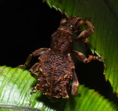 Entiminae