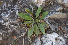 Plantago depressa