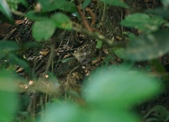 Varanus salvator macromaculatus