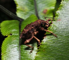 Entiminae