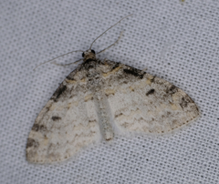 Lobophora