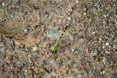 Diplacodes trivialis