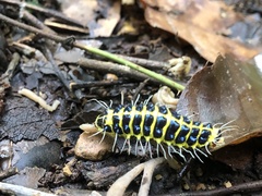 Achelura yunnanensis