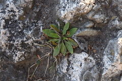 Plantago depressa