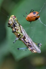 Orthoptera