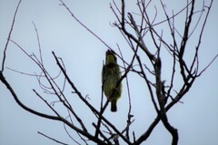 Psilopogon haemacephalus