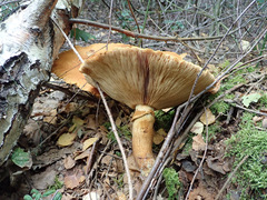 Gymnopilus junonius