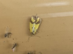Agapeta zoegana